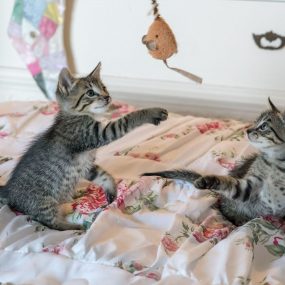 Το μυστικό για να πάψει να μυρίζει άσχημα η αναπνοή της γάτας σου