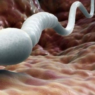 Σε ποια θερμοκρασία καταστρέφεται η ανδρική γονιμότητα