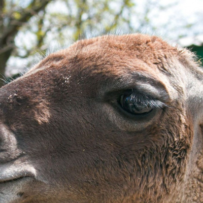 Τα νανοσώματα λάμα θα μπορούσαν να χρησιμοποιηθούν για την ανάπτυξη θεραπείας COVID-19 - μελέτη