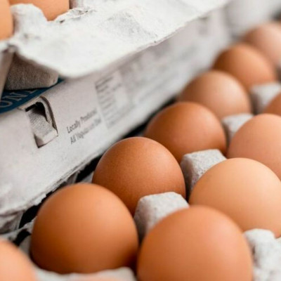 Οι ερευνητές δημιουργούν αντισώματα COVID-19 από αυγά - μελέτη