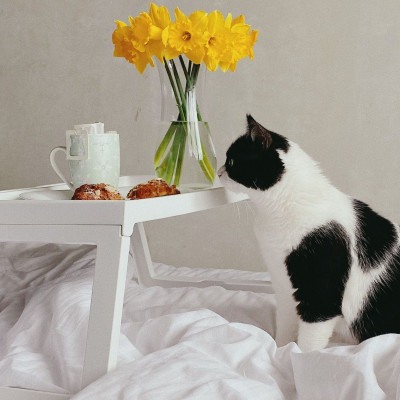 Για να μη δυσαρεστείς τη γάτα σου προσπάθησε να αποφεύγεις αυτές τις 8 μυρωδιές στο σπίτι