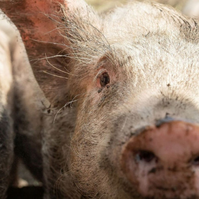 Ένα πείραμα «ανασταίνει» τα όργανα των νεκρών χοίρων με τεχνητό αίμα