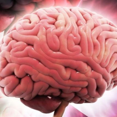 Η περιοχή του εγκεφάλου που συνδέεται με την αλτρουιστική συμπεριφορά