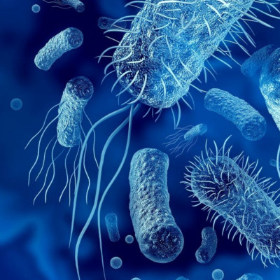 Πώς τα βακτήρια του εντέρου επηρεάζουν το βιολογικό ρολόι;