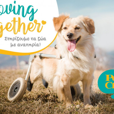 Αct Pawsi+ive Moving Together: Τα Pet City Στηρίζουν τα ζώα με αναπηρία!