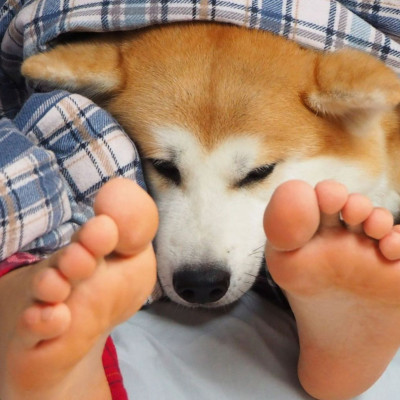 Ο ύπνος δίπλα σε έναν σκύλο μπορεί να βοηθήσει στη θεραπεία της αϋπνίας