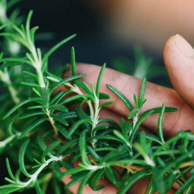 Έλαιο δεντρολίβανου: Τα οφέλη & ο τρόπος να το φτιάξετε στο σπίτι