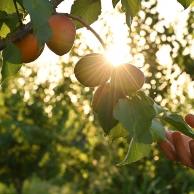 Μικρές συμβουλές για να βάλεις τη φύση στο everyday menu σου