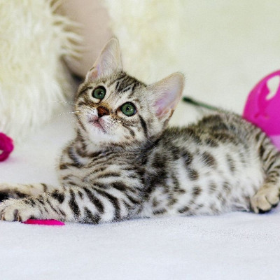 Γιατί ένα υγιές και ευτυχισμένο κατοικίδιο εξαρτάται από τη διατροφή που ακολουθεί