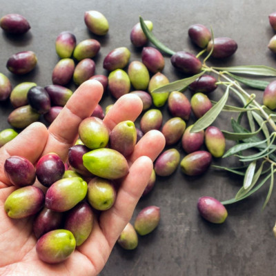 Καλά λιπαρά: Ποια και γιατί συμβάλλουν στη μακροζωία