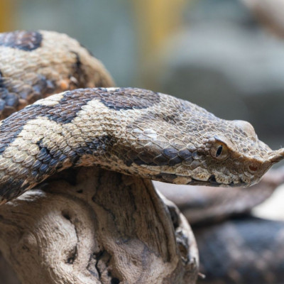 Ποια είναι τα τρία πιο επικίνδυνα φίδια στην Ελλάδα