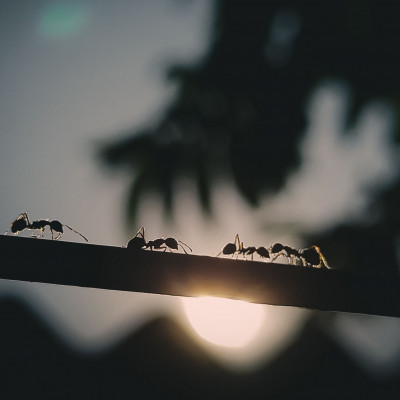 8 φυσικοί τρόποι για να μην σε επισκεφτούν ποτέ ξανά τα μυρμήγκια σπίτι σου