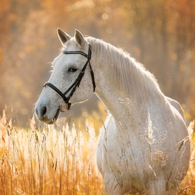 Διάβασε ΔΩΡΕΑΝ την προσωπική σου πρόβλεψη, για σήμερα 02/09/2023