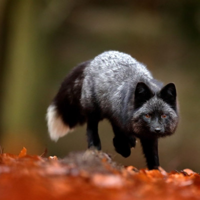 Διάβασε ΔΩΡΕΑΝ την προσωπική σου πρόβλεψη, για σήμερα 07/10/2023