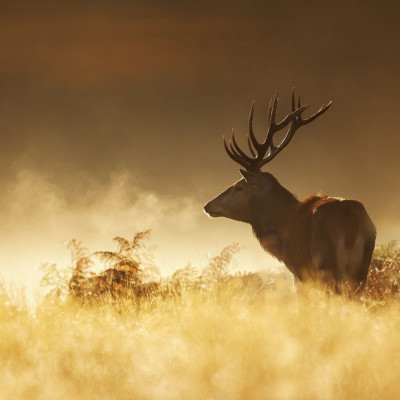 Διάβασε ΔΩΡΕΑΝ την προσωπική σου πρόβλεψη, για σήμερα 11/10/2023