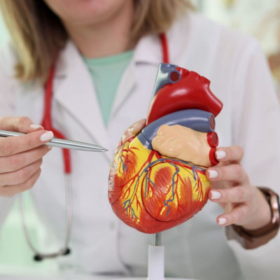 Τι συμβαίνει στην καρδιά και τις αρτηρίες μας καθώς γερνάμε