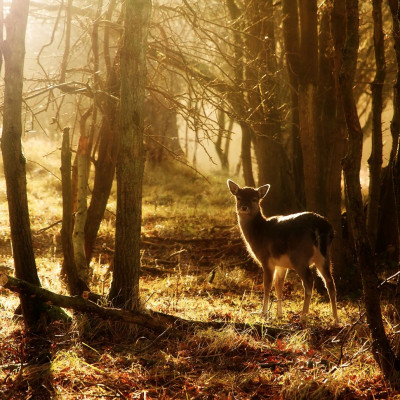 Διάβασε ΔΩΡΕΑΝ την προσωπική σου πρόβλεψη, για σήμερα 23/10/2023
