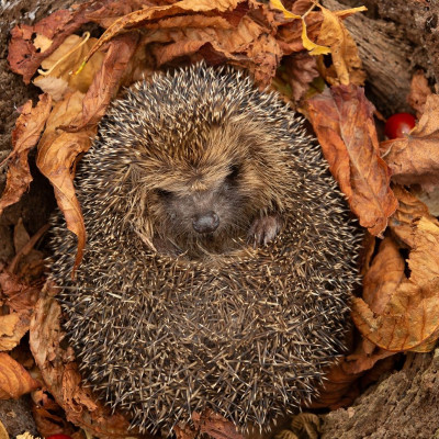 Διάβασε ΔΩΡΕΑΝ την προσωπική σου πρόβλεψη, για σήμερα 25/10/2023