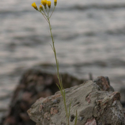 Τα ζώδια που θα πρέπει να επιμείνουν πολύ σήμερα, 28/10