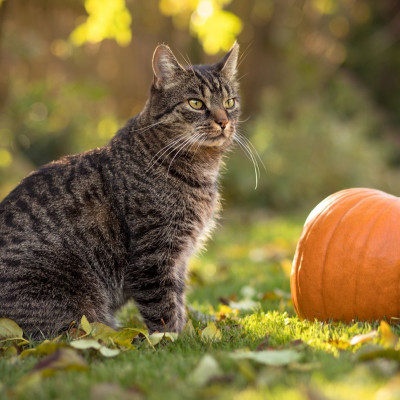 Διάβασε ΔΩΡΕΑΝ την προσωπική σου πρόβλεψη, για σήμερα 31/10/2023