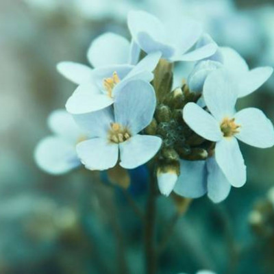 Ονειροκρίτης: Είδες όνειρο με λουλούδια;