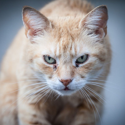 Τα ζώδια που θα είναι μέσα στην ένταση και τα νεύρα σήμερα, 05/11