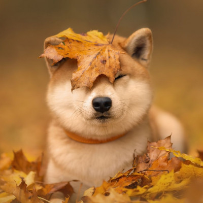 Διάβασε ΔΩΡΕΑΝ την προσωπική σου πρόβλεψη, για σήμερα 04/11/2023