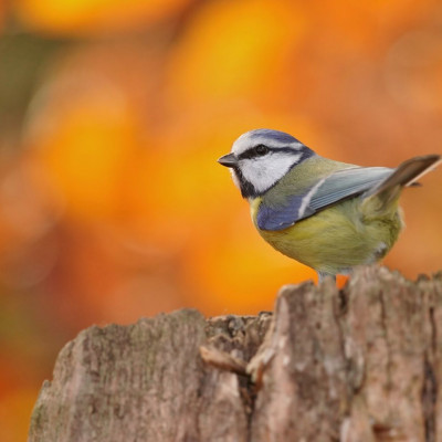 Διάβασε ΔΩΡΕΑΝ την προσωπική σου πρόβλεψη, για σήμερα 12/11/2023