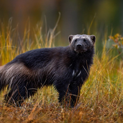 Διάβασε ΔΩΡΕΑΝ την προσωπική σου πρόβλεψη, για σήμερα 18/11/2023