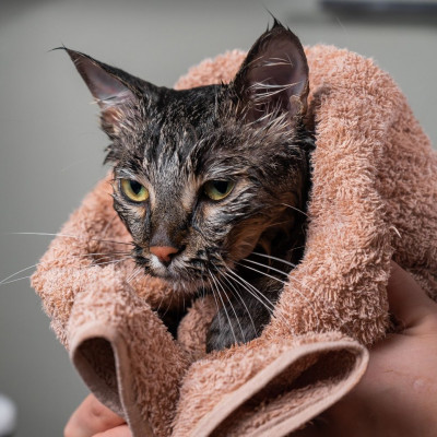 Τα ζώδια αυτά μετά τις κουτσουκέλες,  είναι σαν βρεγμένες γάτες