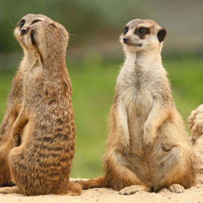 Τα ζώδια που νιώθουν ότι κρατάνε το φανάρι, αν ο κολλητός τους έχει σχέση