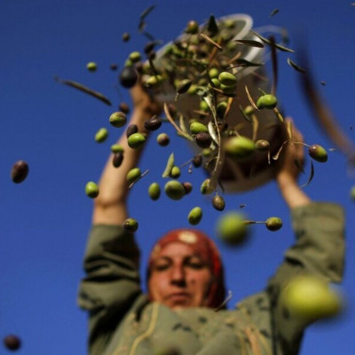 Ελαιοτουρισμός η νέα μόδα - Γιόγκα σε ελαιώνες, συναυλίες και ράβδισμα