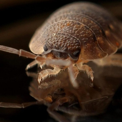 Ραγδαία εξάπλωση κοριών στην Ελλάδα: Τι θα πάθετε αν σας τσιμπήσουν