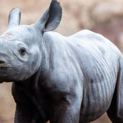 Η στιγμή της γέννησης ενός μαύρου ρινόκερου - Βίντεο