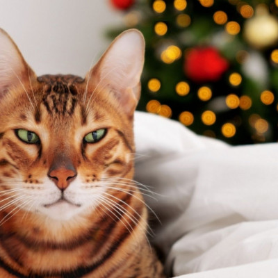 Τα ζώδια που θα είναι... αλλού, σήμερα, 26/12