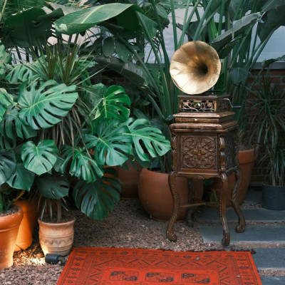 10 φυτά που θα φέρουν αγάπη, τύχη και ευημερία στη ζωή σου