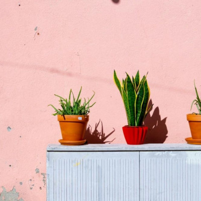 Τα οφέλη των φυτών εσωτερικού χώρου που πρέπει να πάρεις «χθες» αν θέλεις να ζήσεις πολλά χρόνια