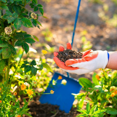 Είναι το κατακάθι του καφέ το μυστικό για έναν όμορφο κήπο; Ιδού η συμβουλή που χρειάζονται τα φυτά