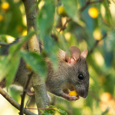 Έχεις κήπο; Με αυτό τον τρόπο θα κρατήσεις μακριά του τα ποντίκια