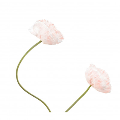 TikTok Viral Product! Ποιο είναι το νέο αγαπημένο προϊόν των πιο hot TikTokers στην Ελλάδα;