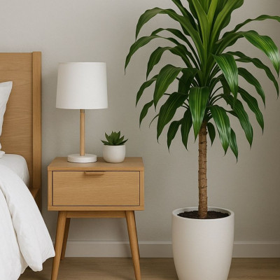 Το φυτό εσωτερικού χώρου που αντέχει ακόμη και σε δωμάτια χωρίς παράθυρα