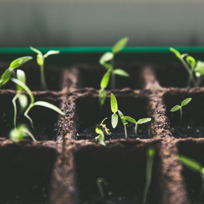 19 σπόροι που μπορείς να φυτέψεις από τώρα ως τον Απρίλιο σύμφωνα με κηπουρούς