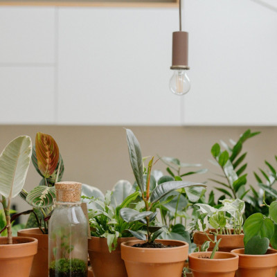 7 φυτά εσωτερικού χώρου που μεγαλώνουν γρήγορα