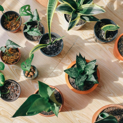 Το 10λεπτο μυστικό για να «αναστήσεις» τα φυτά σου χωρίς μεταφύτευση