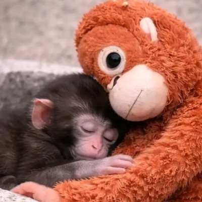 Η ιστορία του Punch δεν συγκινεί απλά τους γονείς αλλά  αποκαλύπτει τους πιο κρυφούς φόβους τους