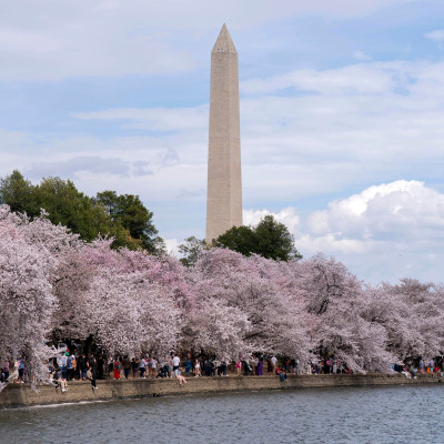 Cherry blossoms: Πού να ταξιδέψεις για να ζήσεις την άνοιξη μέσα σε ροζ τοπία