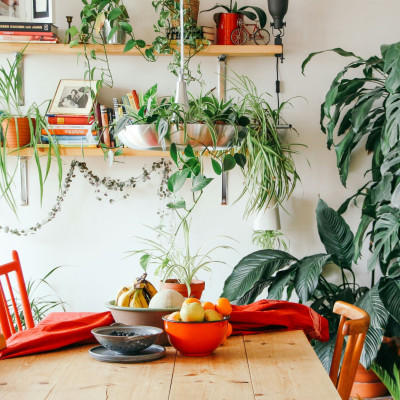 3 φυτά που ζουν στο νερό και δεν χρειάζονται πότισμα είναι η λύση για ένα «πράσινο» σπίτι