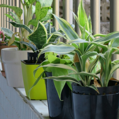 Πώς να κρατήσεις τα φυτά σου ζωντανά όταν φεύγεις διακοπές