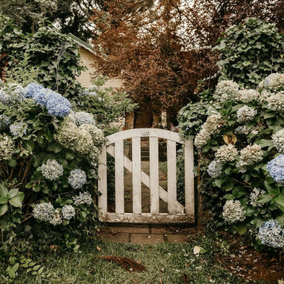 10 συνηθισμένα προβλήματα με τις ορτανσίες και πώς να τα διορθώσεις