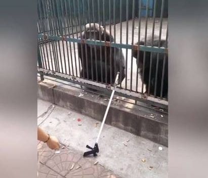 Απίστευτο! Χιμπαντζής επιστρέφει κλεμμένο σέλφι στικ στον κάτοχό του (vid)